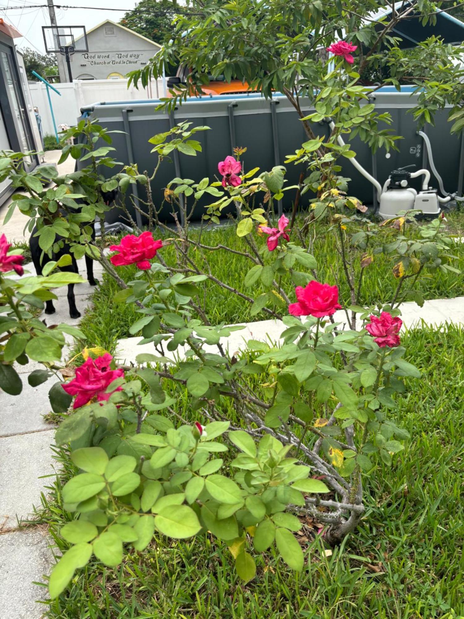 Mini House Oasis Hotel Miami Springs ภายนอก รูปภาพ